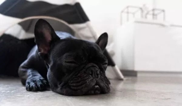 black bulldog sleeping on pet-friendly concrete flooring | EasyMix Concrete 